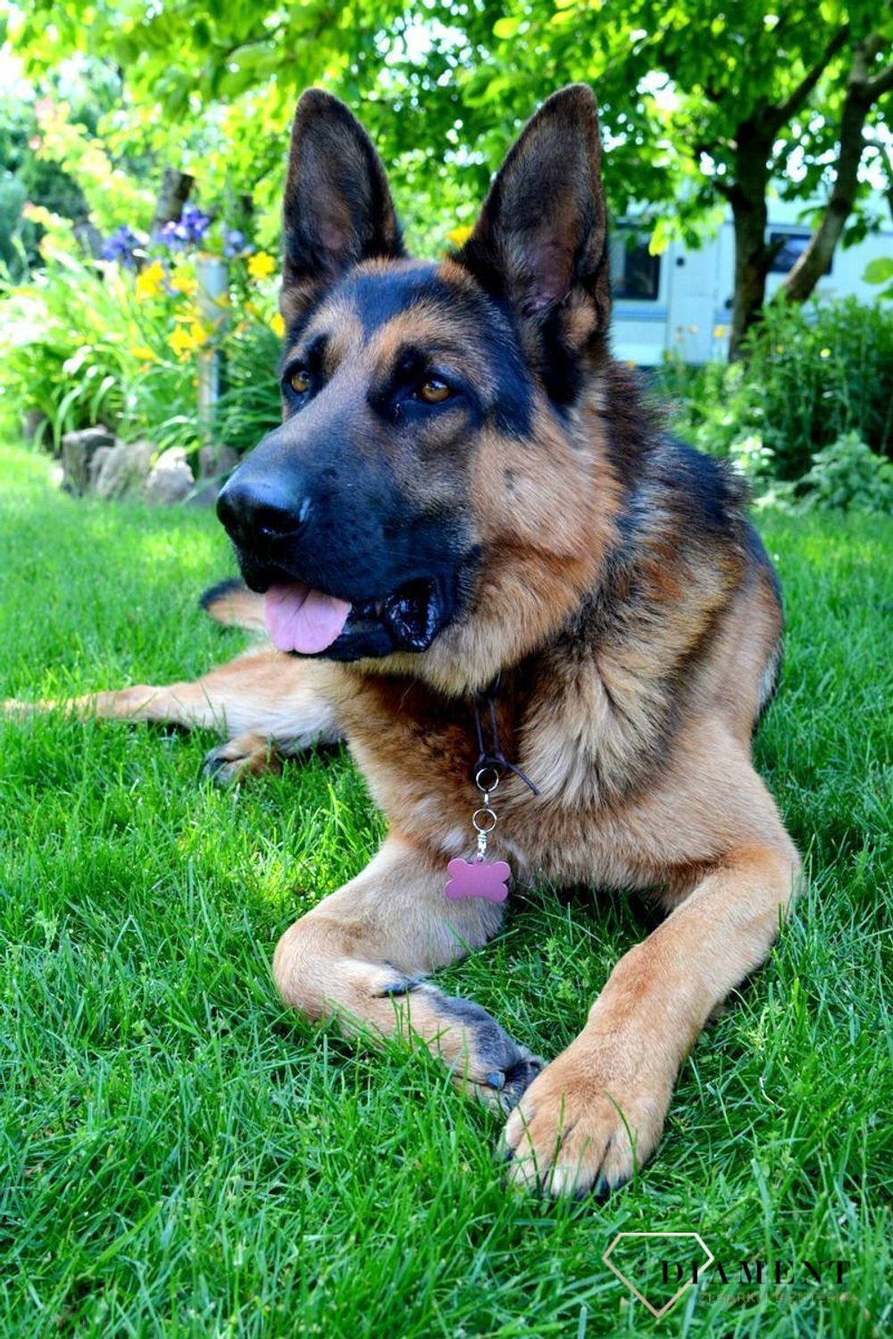 Blaszka dla pupila kość 3,7 cm z miejscem na grawer Kość pink L. Blaszka w formie adresówki, identyfikatora dla psa. Blaszka z miejscem na grawer. Na adresówce możemy wygrawerować np. imię psa i nr telefonu do właściciela..jpg